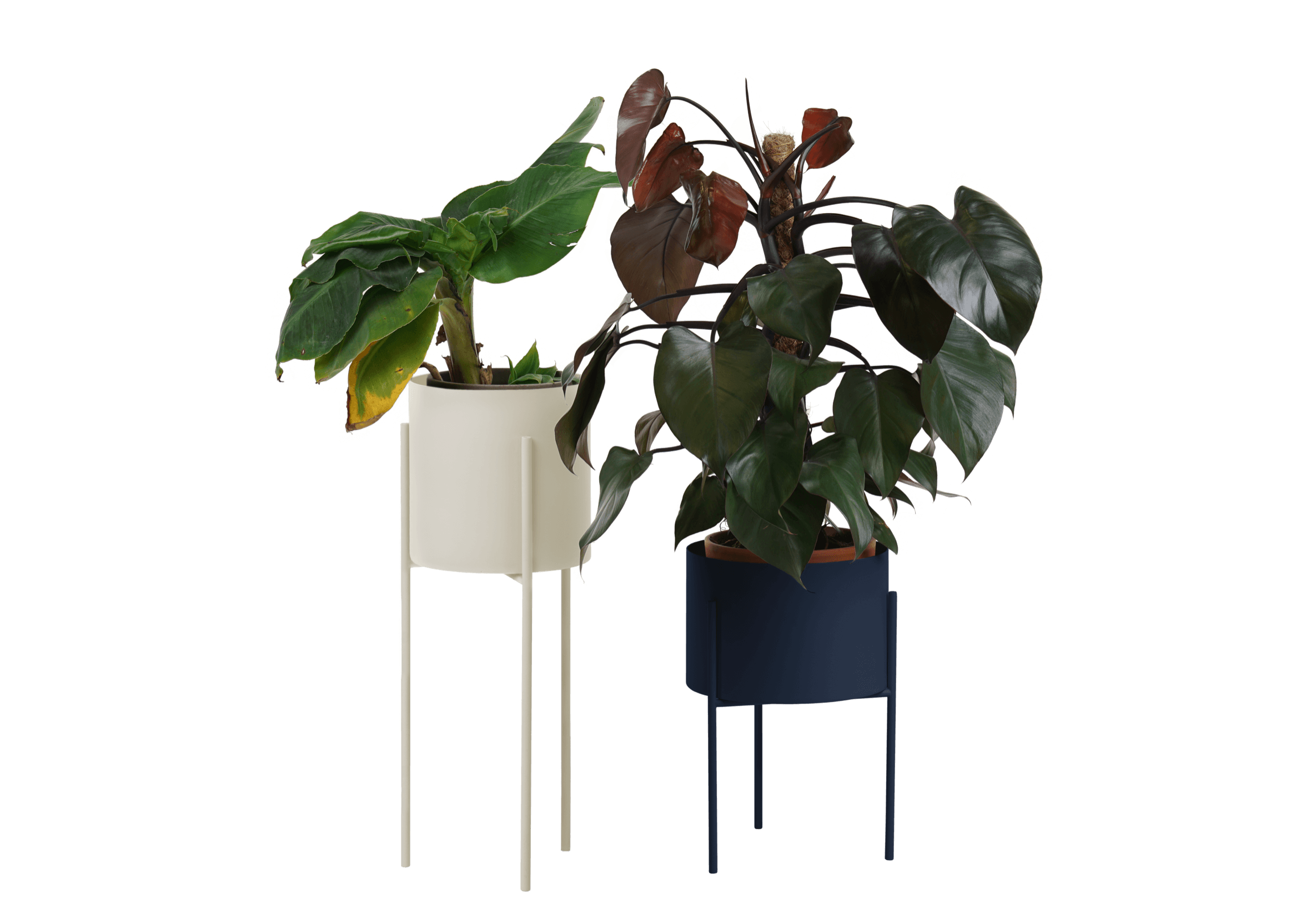 Maki Wide & Tall Bundle
