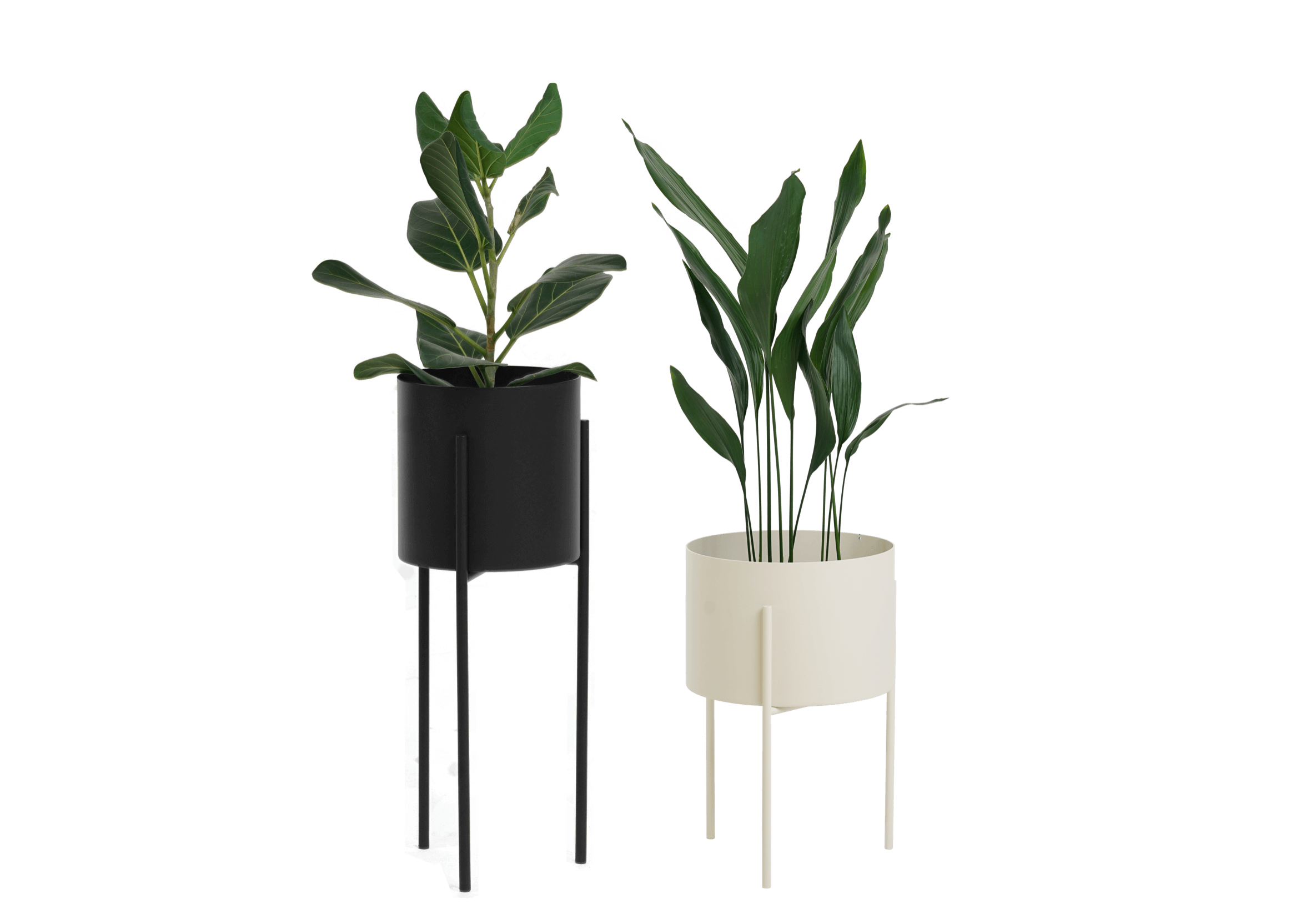 Maki Wide & Tall Bundle
