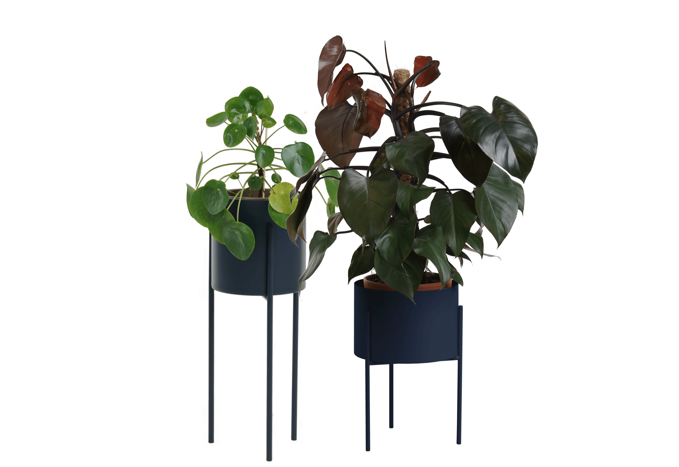 Maki Wide & Tall Bundle