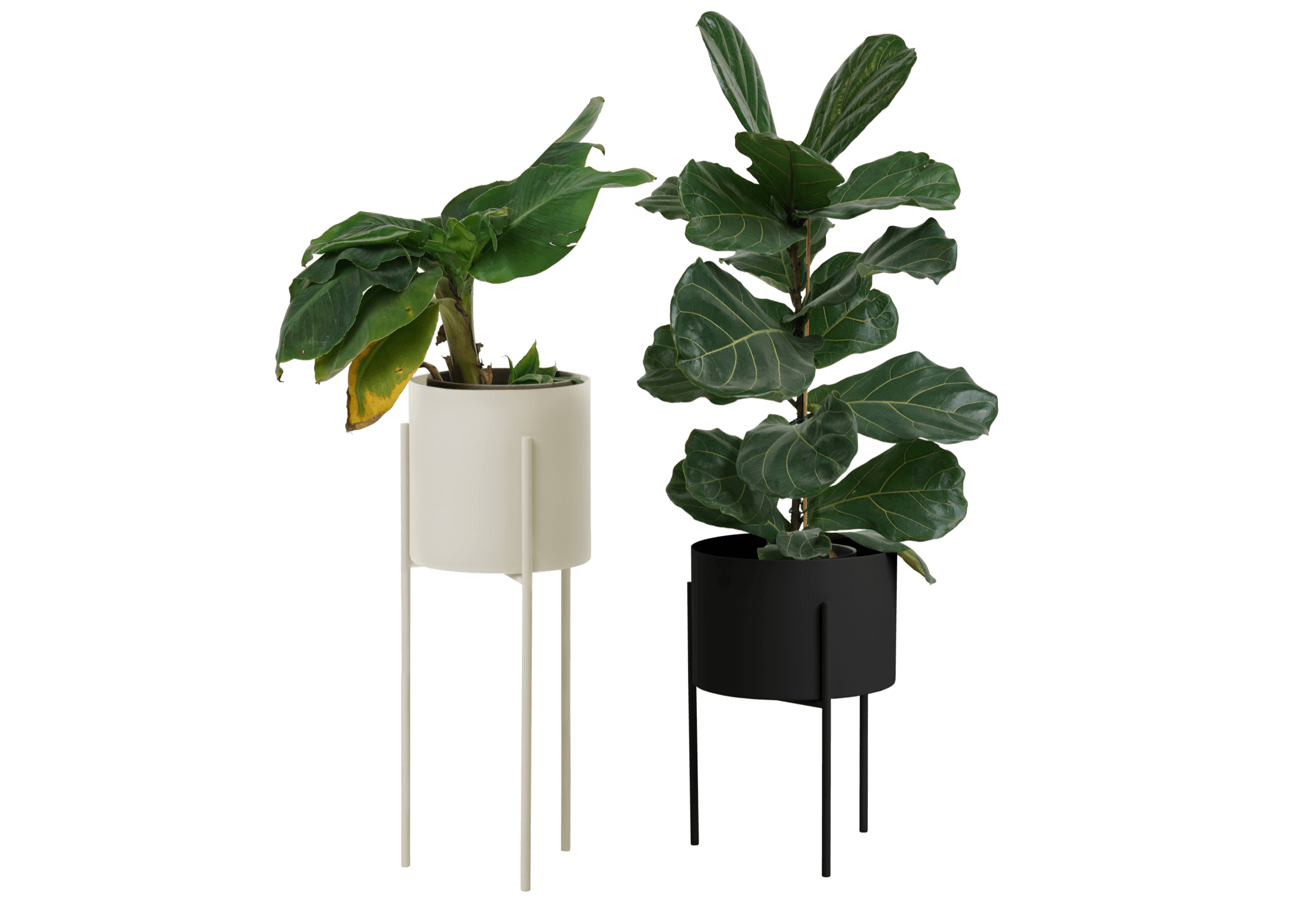 Maki Wide & Tall Bundle