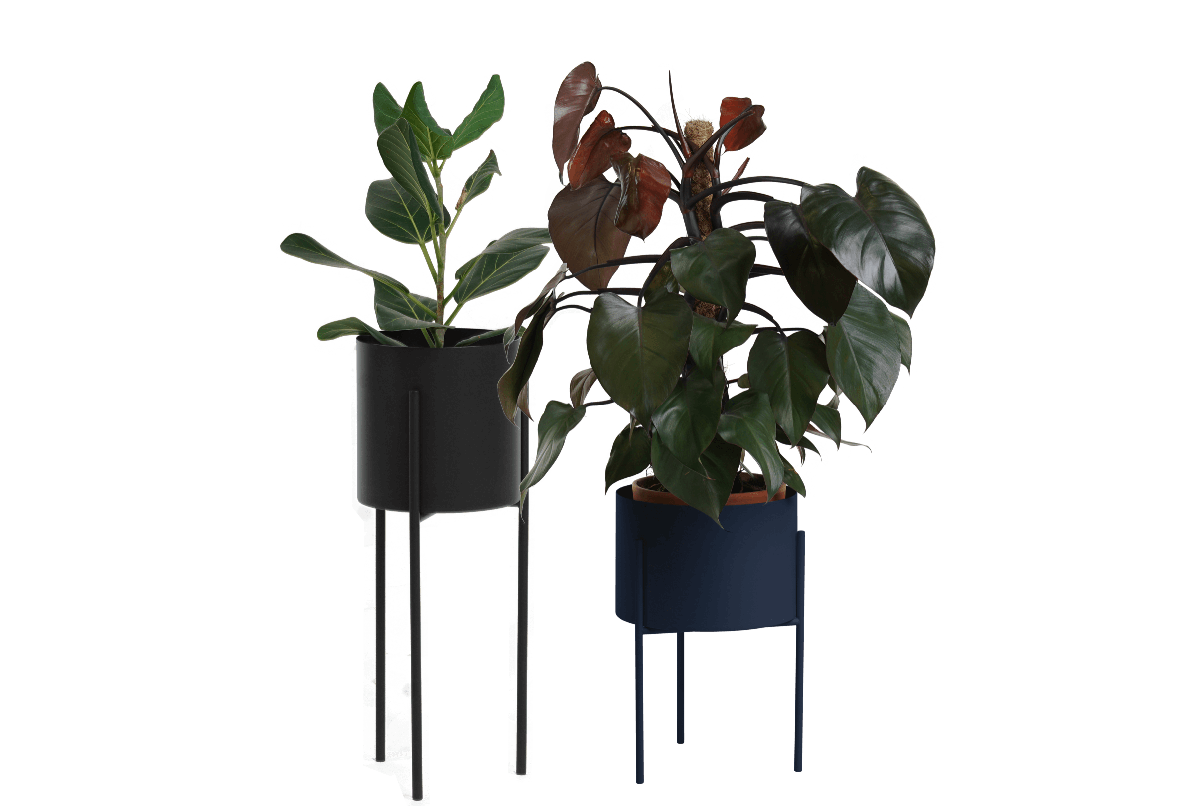 Maki Wide & Tall Bundle
