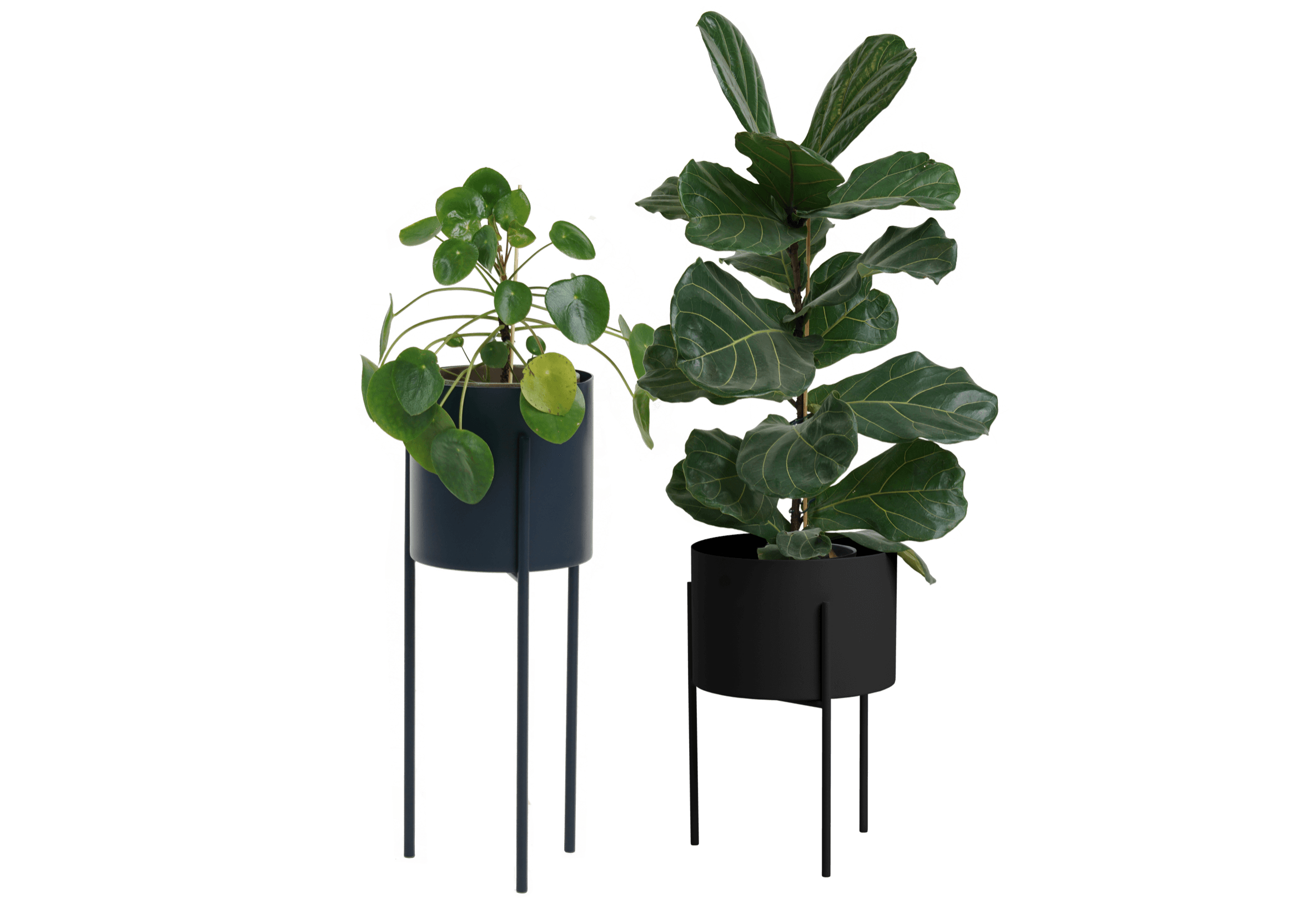 Maki Wide & Tall Bundle
